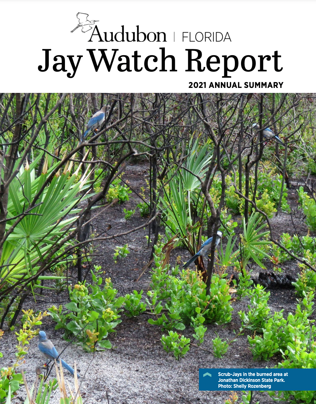 Jay Watch Report Cover, featuring jays in low scrub